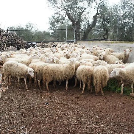 Alojamento de Turismo Rural Casina Murgecchia *