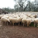 Gospodarstwo agroturystyczne Casina Murgecchia *